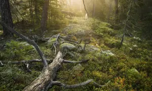 Sonnenlicht durchflutet einen moosbewachsenen Waldhang mit umgestürzten Bäumen, wie in einem Nationalpark bei Stockholm.