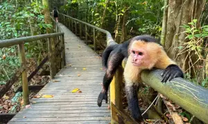 Ein Kapuzineraffe ruht sich auf einem Geländer im Manuel Antonio Nationalpark aus, während ein Wanderer auf einem Holzsteg im Dschungel weitergeht.