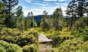 Ein Holzsteg führt durch eine sonnige Moorlandschaft mit viel Grün. Ein echter Geheimtipp Wernigerode für Naturliebhaber.