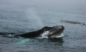 Buckelwal bricht aus dem Wasser, ein majestätischer Anblick der olympischen Nationalpark Tiere.