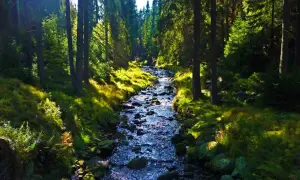 Sonnenbeschienener Bachlauf im Schwarzwassertal, ideal zum Wandern. Moosbewachsene Steine und grüne Hänge säumen den Weg.
