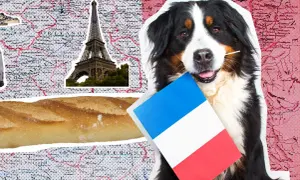 Ein Berner Sennenhund hält eine französische Flagge und einen Zahnstocher im Maul. Im Hintergrund sind die Eiffel, eine Baguette und eine Karte von Paris mit Hund zu sehen.