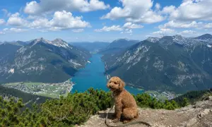 Ein brauner Pudel sitzt auf einem Felsvorsprung mit Blick auf den türkisfarbenen Achensee und die majestätischen Achensee Berge.