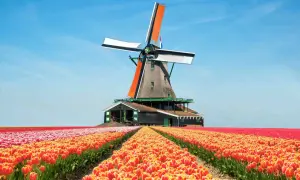 Windmühle vor einem Feld voller leuchtender Tulpen in Holland. Die Tulpensaison Holland ist in vollem Gange.