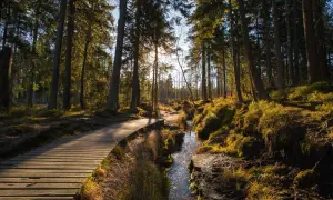 Holzsteg führt durch einen sonnendurchfluteten Harz-Wald mit Moos und einem Bach. Perfekt für eine Harz Wanderung.