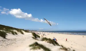 Möwen kreisen über dem Sandstrand einer Nordseeinsel. Menschen genießen die Sonne, während das Meer im Hintergrund glitzert.