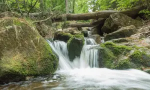 Ein kleiner Wasserfall im Harz, ideal für romantische Wandertouren. Moosbewachsene Felsen und ein umgestürzter Baum schaffen eine idyllische Szenerie.