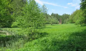 Grüne Wiese mit Bäumen und Schilf am Ufer. Ein idyllischer Ort für eine schwarzbachtal wanderung.