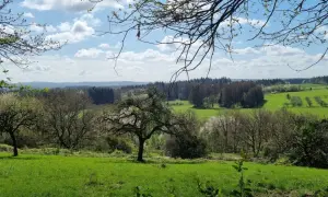 Grüne Wiesen und Bäume im Frühling, mit Blick auf den Felsenweg Losheim.