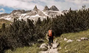 Eine Person mit orangefarbenem Rucksack wandert auf einem steinigen Pfad durch Latschenkiefern im Montafon. Im Hintergrund ragen schneebedeckte Berge auf.