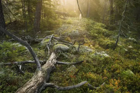 Sonnenlicht durchflutet einen moosbewachsenen Waldhang mit umgestürzten Bäumen, wie in einem Nationalpark bei Stockholm.