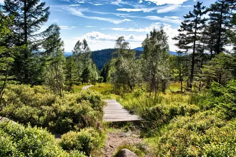 Ein Holzsteg führt durch eine sonnige Moorlandschaft mit viel Grün. Ein echter Geheimtipp Wernigerode für Naturliebhaber.