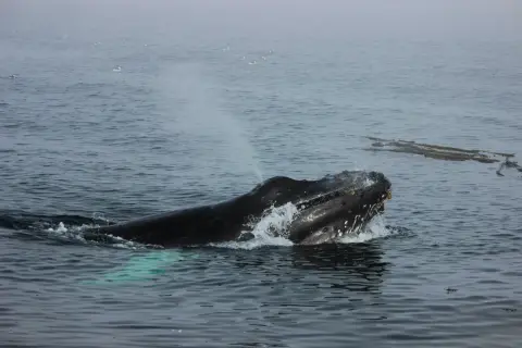 Buckelwal bricht aus dem Wasser, ein majestätischer Anblick der olympischen Nationalpark Tiere.