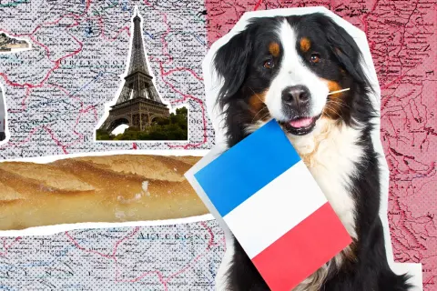 Ein Berner Sennenhund hält eine französische Flagge und einen Zahnstocher im Maul. Im Hintergrund sind die Eiffel, eine Baguette und eine Karte von Paris mit Hund zu sehen.