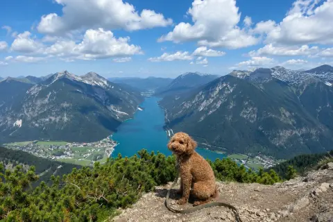 Ein brauner Pudel sitzt auf einem Felsvorsprung mit Blick auf den türkisfarbenen Achensee und die majestätischen Achensee Berge.