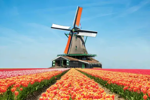 Windmühle vor einem Feld voller leuchtender Tulpen in Holland. Die Tulpensaison Holland ist in vollem Gange.