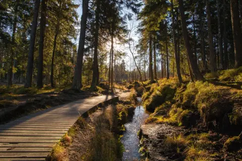 Holzsteg führt durch einen sonnendurchfluteten Harz-Wald mit Moos und einem Bach. Perfekt für eine Harz Wanderung.