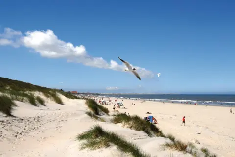 Möwen kreisen über dem Sandstrand einer Nordseeinsel. Menschen genießen die Sonne, während das Meer im Hintergrund glitzert.