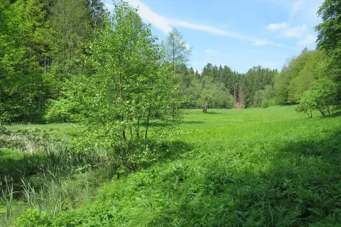 Grüne Wiese mit Bäumen und Schilf am Ufer. Ein idyllischer Ort für eine schwarzbachtal wanderung.