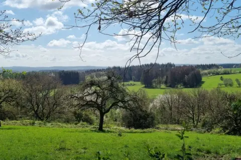 Grüne Wiesen und Bäume im Frühling, mit Blick auf den Felsenweg Losheim.