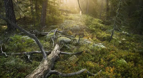 Sonnenlicht durchflutet einen moosbewachsenen Waldhang mit umgestürzten Bäumen, wie in einem Nationalpark bei Stockholm.
