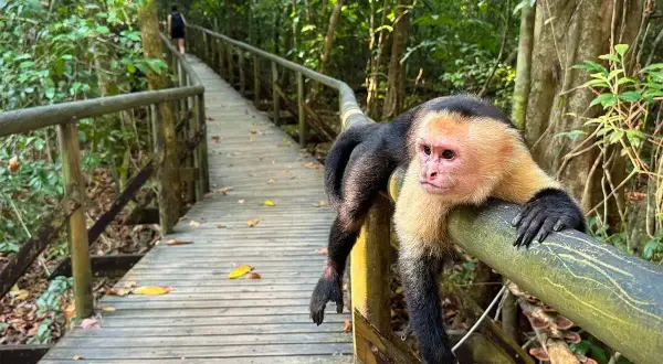 Ein Kapuzineraffe ruht sich auf einem Geländer im Manuel Antonio Nationalpark aus, während ein Wanderer auf einem Holzsteg im Dschungel weitergeht.
