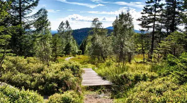 Ein Holzsteg führt durch eine sonnige Moorlandschaft mit viel Grün. Ein echter Geheimtipp Wernigerode für Naturliebhaber.