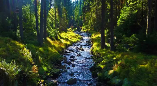 Sonnenbeschienener Bachlauf im Schwarzwassertal, ideal zum Wandern. Moosbewachsene Steine und grüne Hänge säumen den Weg.