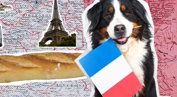 Ein Berner Sennenhund hält eine französische Flagge und einen Zahnstocher im Maul. Im Hintergrund sind die Eiffel, eine Baguette und eine Karte von Paris mit Hund zu sehen.