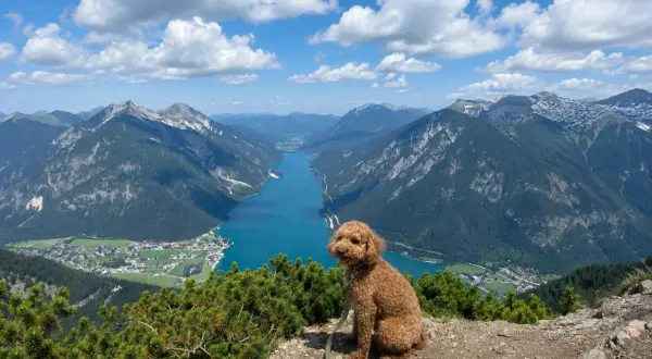 Ein brauner Pudel sitzt auf einem Felsvorsprung mit Blick auf den türkisfarbenen Achensee und die majestätischen Achensee Berge.