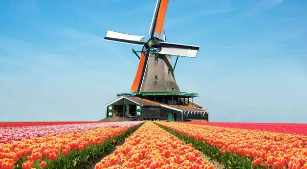 Windmühle vor einem Feld voller leuchtender Tulpen in Holland. Die Tulpensaison Holland ist in vollem Gange.