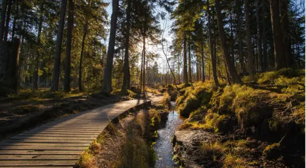 Holzsteg führt durch einen sonnendurchfluteten Harz-Wald mit Moos und einem Bach. Perfekt für eine Harz Wanderung.
