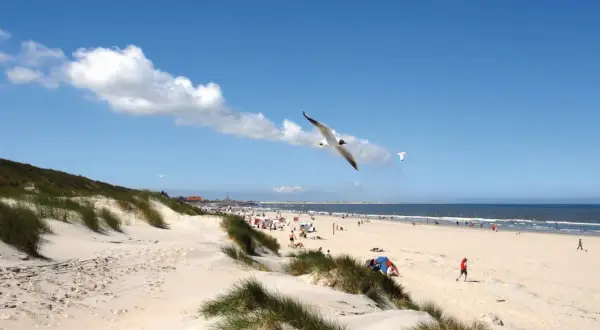 Möwen kreisen über dem Sandstrand einer Nordseeinsel. Menschen genießen die Sonne, während das Meer im Hintergrund glitzert.