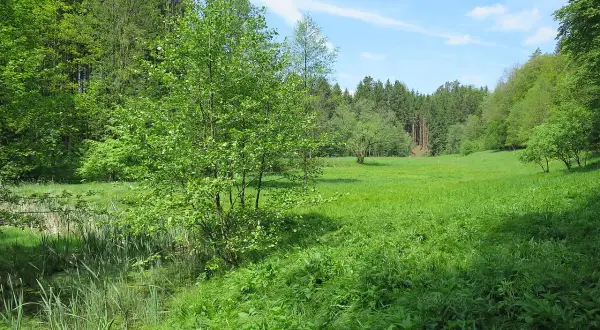 Grüne Wiese mit Bäumen und Schilf am Ufer. Ein idyllischer Ort für eine schwarzbachtal wanderung.