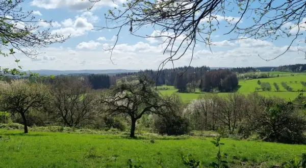 Grüne Wiesen und Bäume im Frühling, mit Blick auf den Felsenweg Losheim.