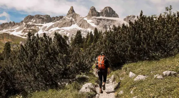Eine Person mit orangefarbenem Rucksack wandert auf einem steinigen Pfad durch Latschenkiefern im Montafon. Im Hintergrund ragen schneebedeckte Berge auf.