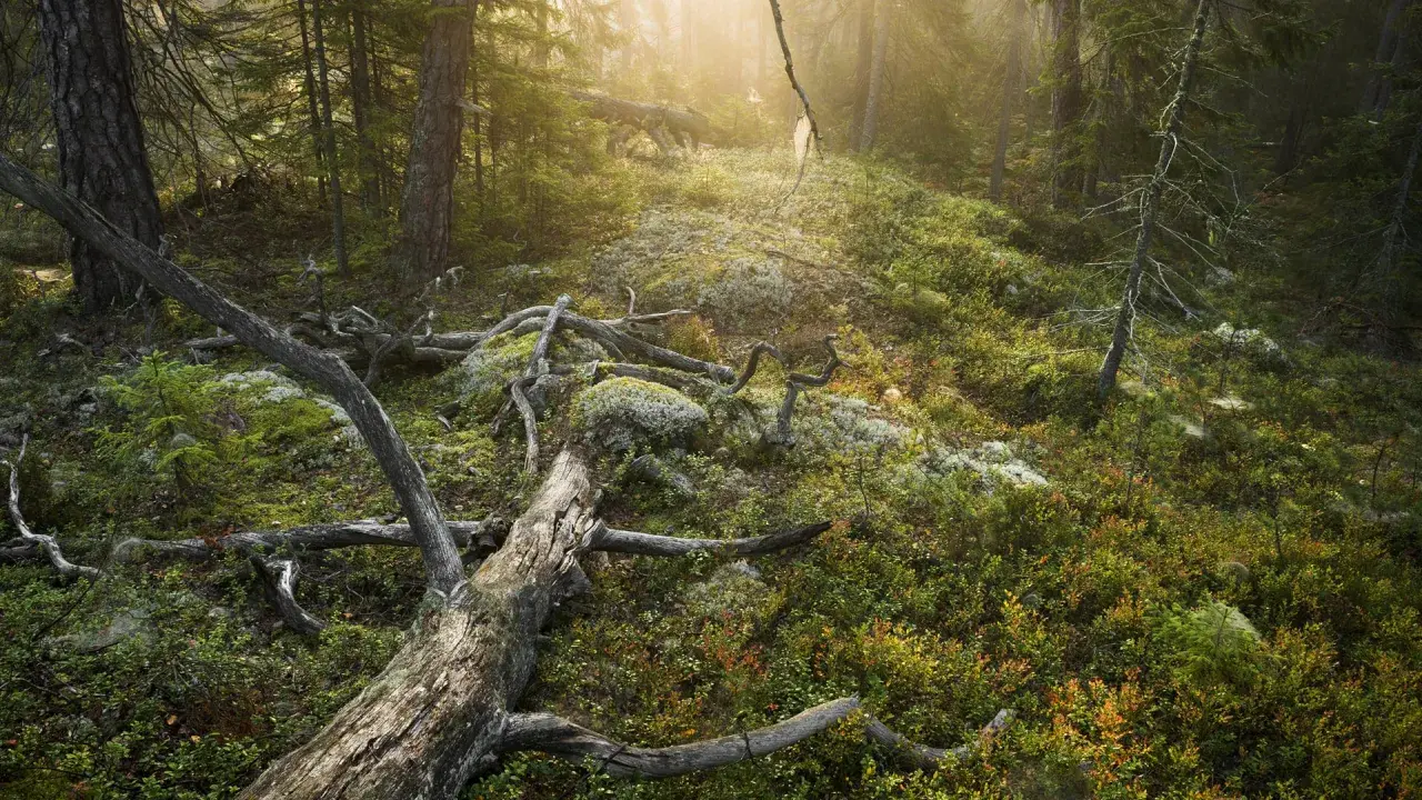 Sonnenlicht durchflutet einen moosbewachsenen Waldhang mit umgestürzten Bäumen, wie in einem Nationalpark bei Stockholm.