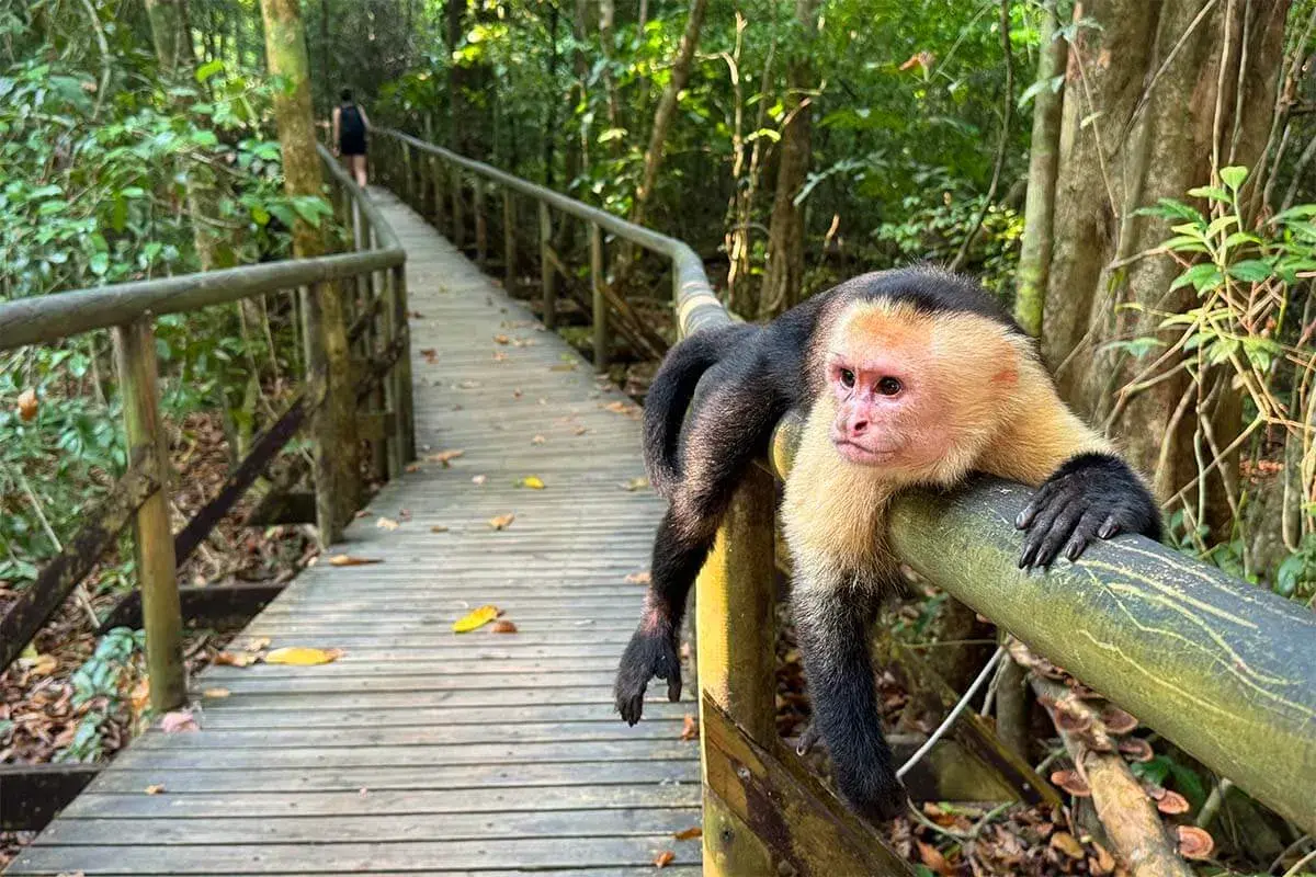 Ein Kapuzineraffe ruht sich auf einem Geländer im Manuel Antonio Nationalpark aus, während ein Wanderer auf einem Holzsteg im Dschungel weitergeht.