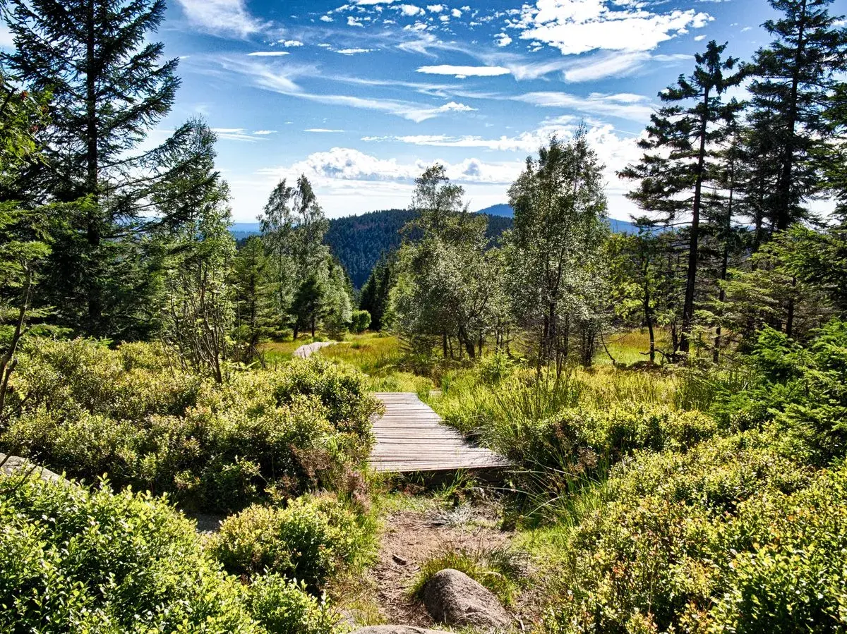 Ein Holzsteg führt durch eine sonnige Moorlandschaft mit viel Grün. Ein echter Geheimtipp Wernigerode für Naturliebhaber.