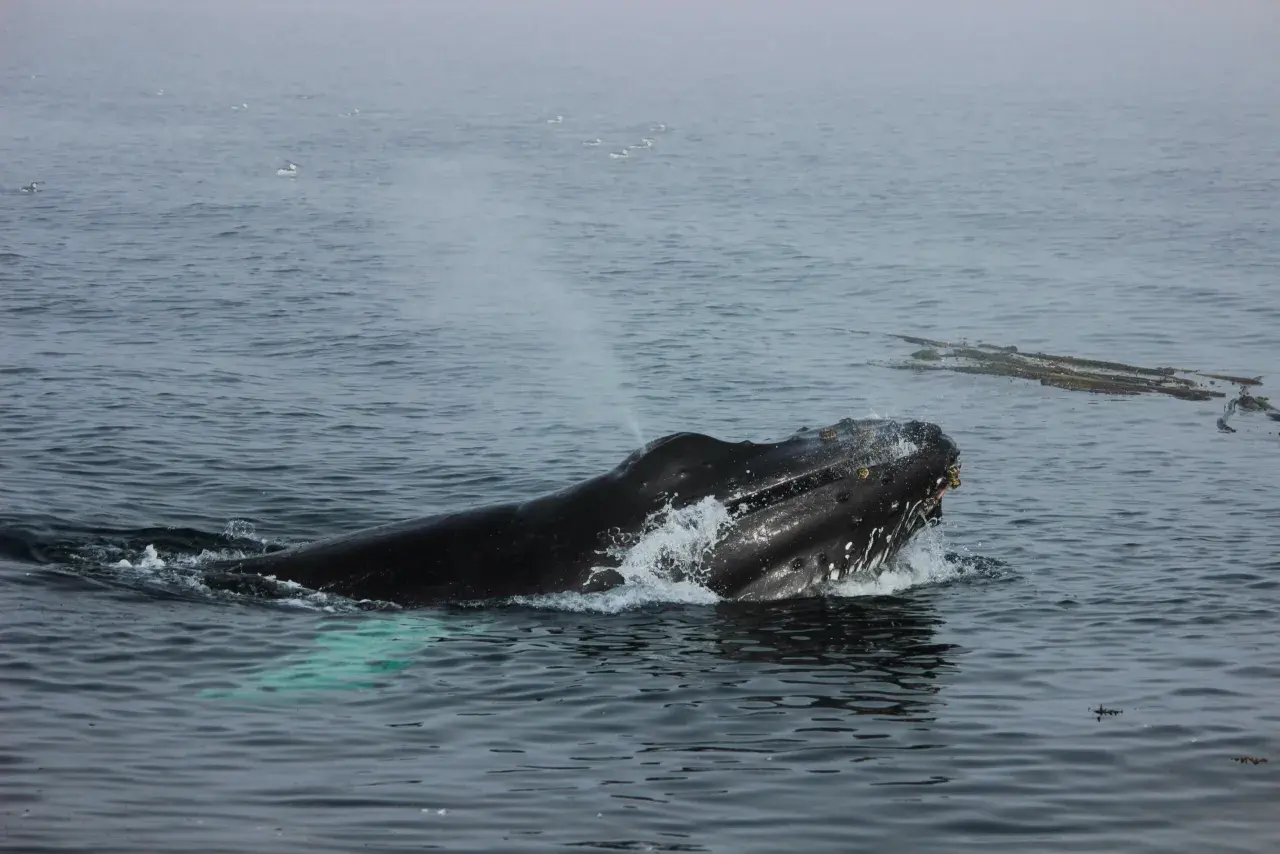 Buckelwal bricht aus dem Wasser, ein majestätischer Anblick der olympischen Nationalpark Tiere.