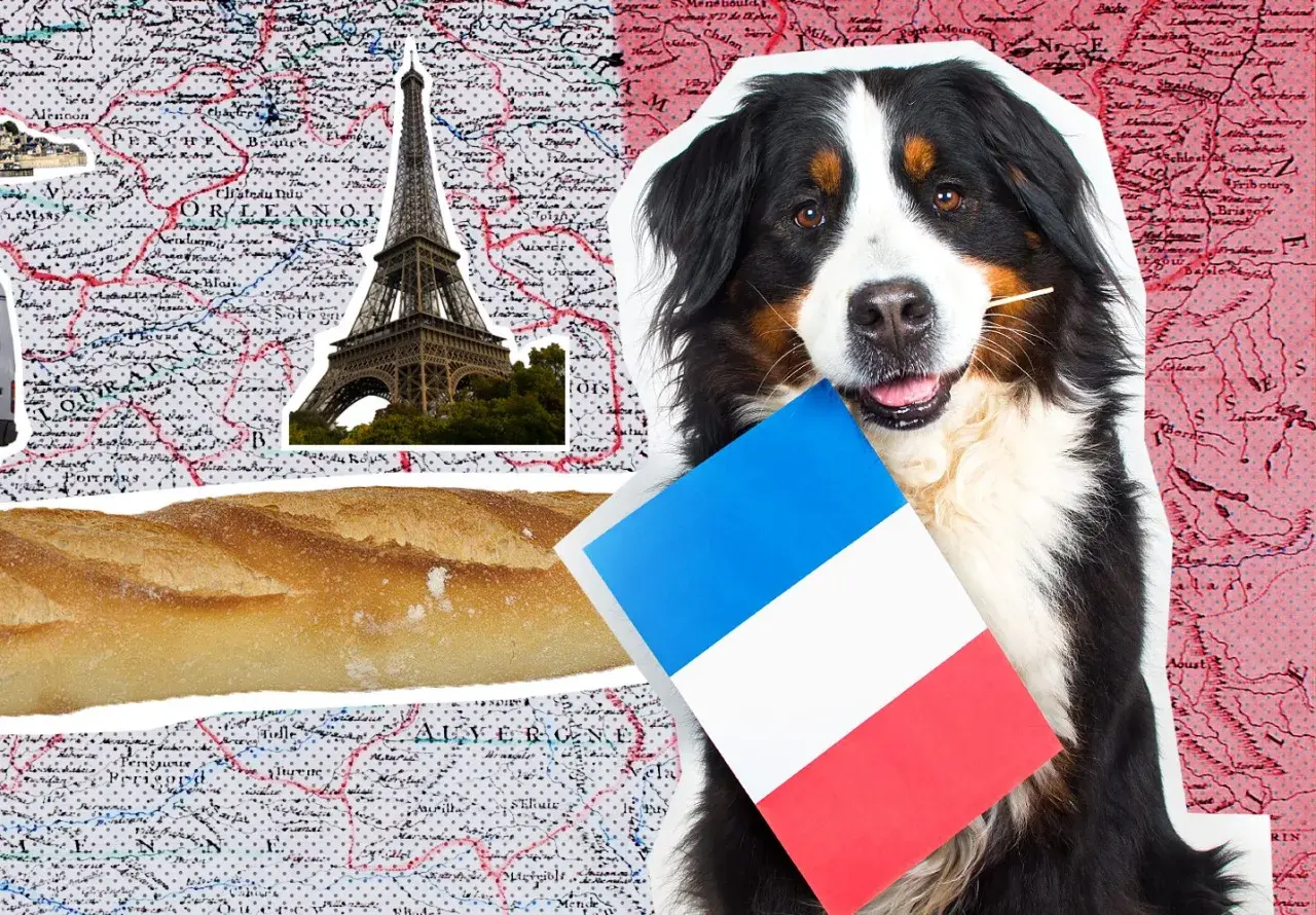 Ein Berner Sennenhund hält eine französische Flagge und einen Zahnstocher im Maul. Im Hintergrund sind die Eiffel, eine Baguette und eine Karte von Paris mit Hund zu sehen.
