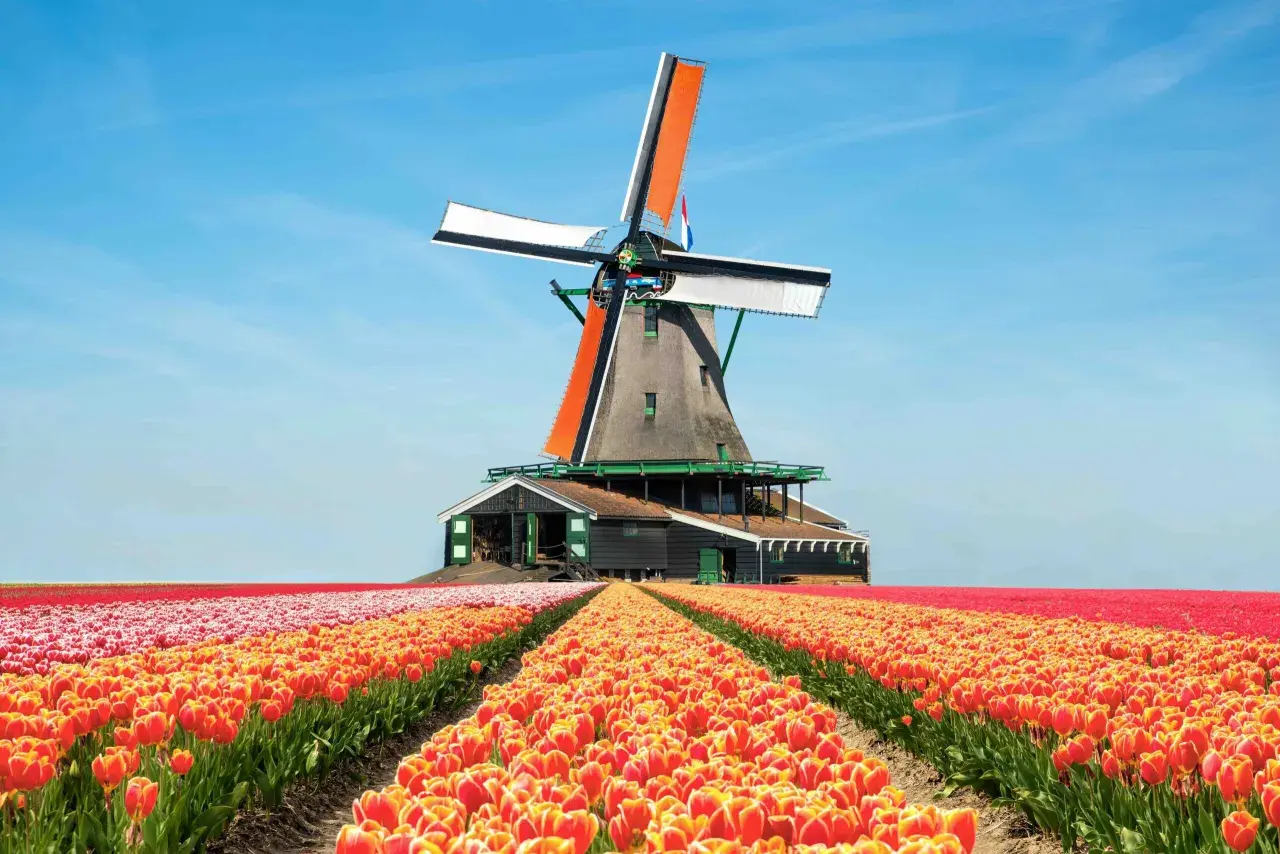 Windmühle vor einem Feld voller leuchtender Tulpen in Holland. Die Tulpensaison Holland ist in vollem Gange.