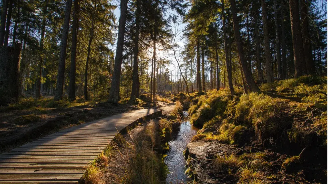 Holzsteg führt durch einen sonnendurchfluteten Harz-Wald mit Moos und einem Bach. Perfekt für eine Harz Wanderung.