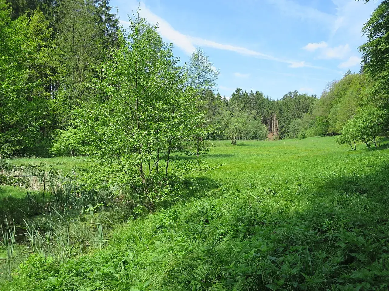 Grüne Wiese mit Bäumen und Schilf am Ufer. Ein idyllischer Ort für eine schwarzbachtal wanderung.