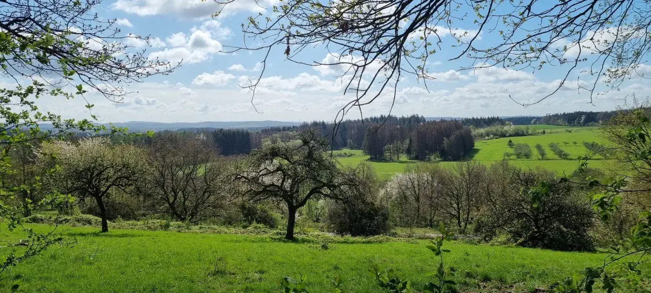 Grüne Wiesen und Bäume im Frühling, mit Blick auf den Felsenweg Losheim.