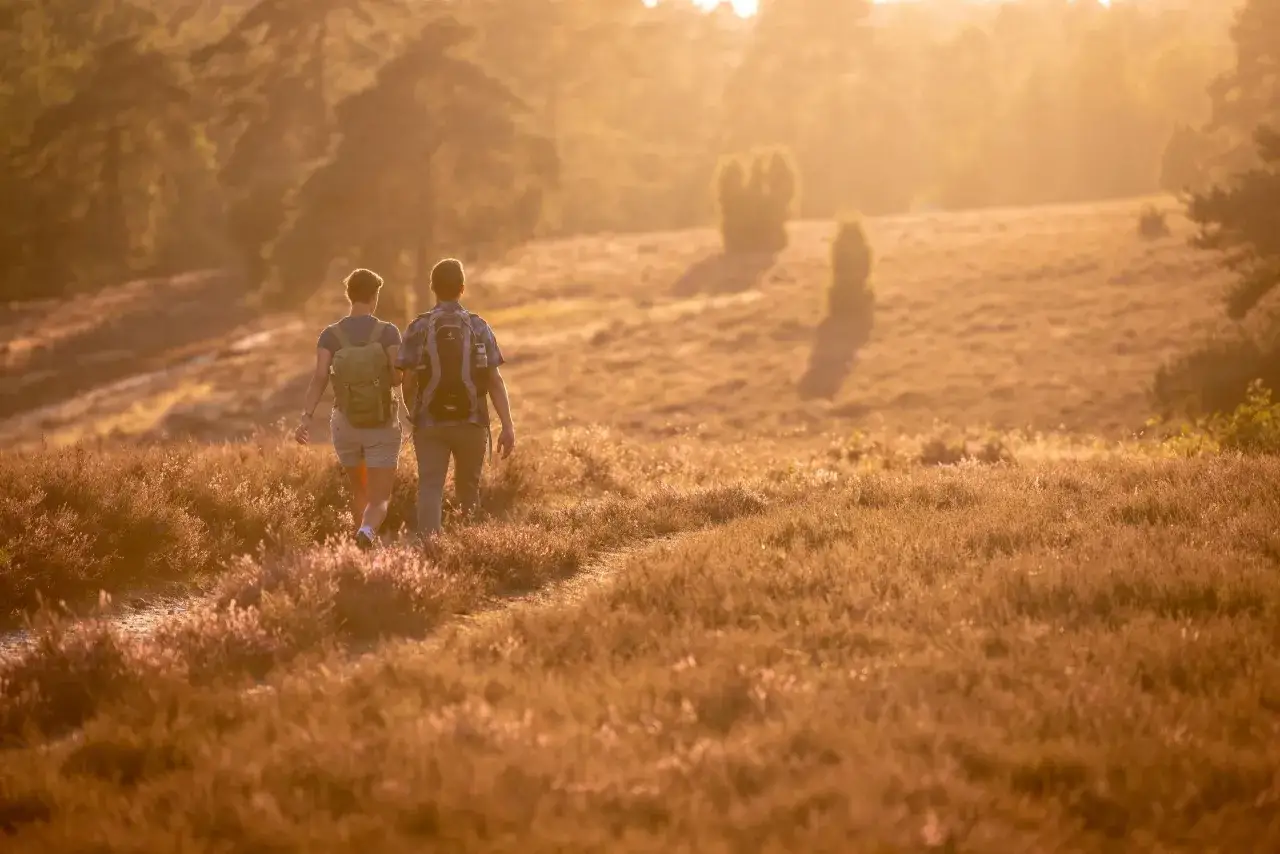 Zwei Wanderer genießen die goldene Abendsonne bei einer Wanderung in Norddeutschland. Heidekraut und Gräser leuchten im warmen Licht.