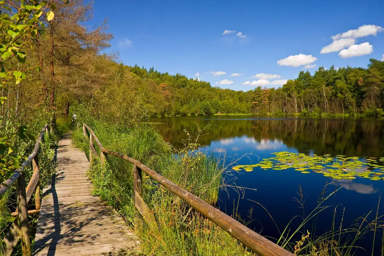 Holzsteg führt zu einem ruhigen See, umgeben von üppiger Vegetation und Bäumen. Perfekt für entspannte ausflugsziele.