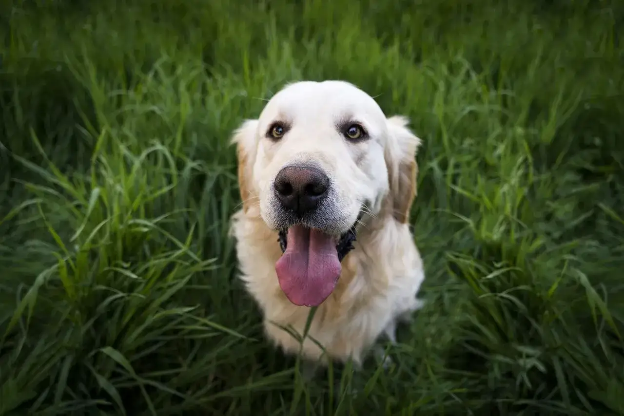 Ein Golden Retriever sitzt im hohen Gras, die Zunge herausgestreckt. Ein gl&uuml;cklicher Hund in Paris.