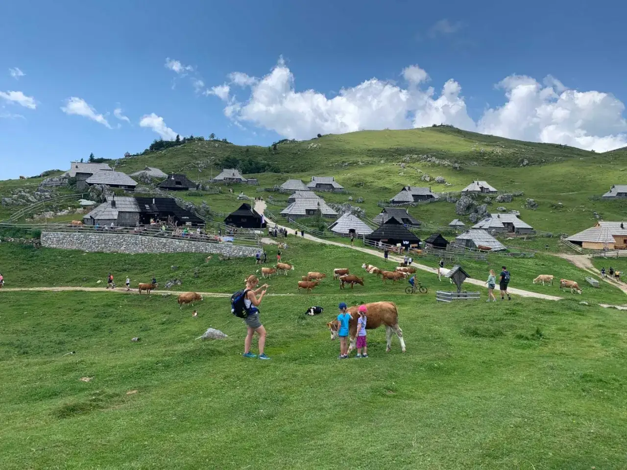 Idyllische Velika Planina Wanderung mit Kühen und traditionellen Holzhäusern auf grünen Hügeln unter blauem Himmel.