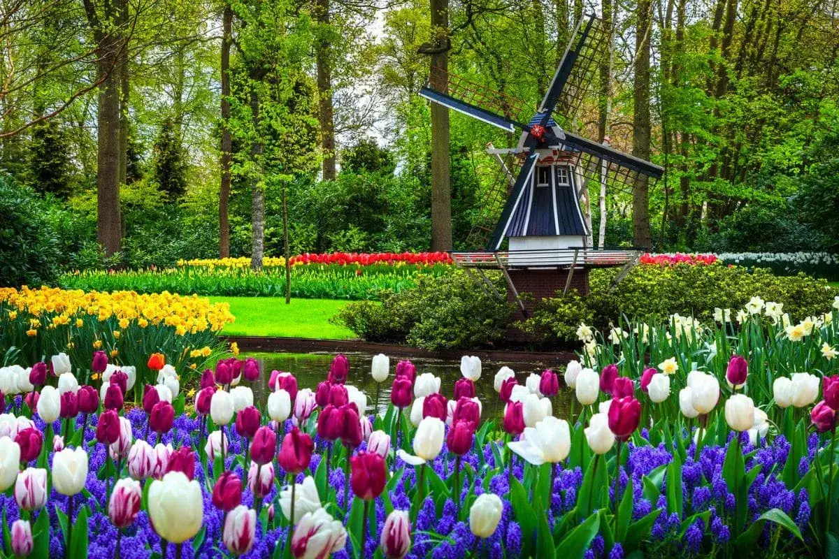 Bunte Tulpen und Narzissen blühen im Vordergrund, im Hintergrund steht eine Windmühle. Ein malerischer Anblick während der Tulpensaison Holland.